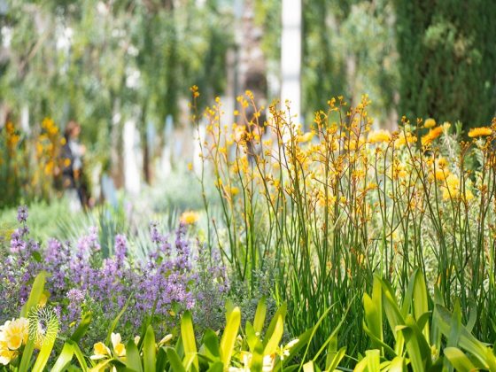 An indoor plant conservatory featuring tall skinny plants in the foreground with small orange blooms, next to dainty light purple flowers.