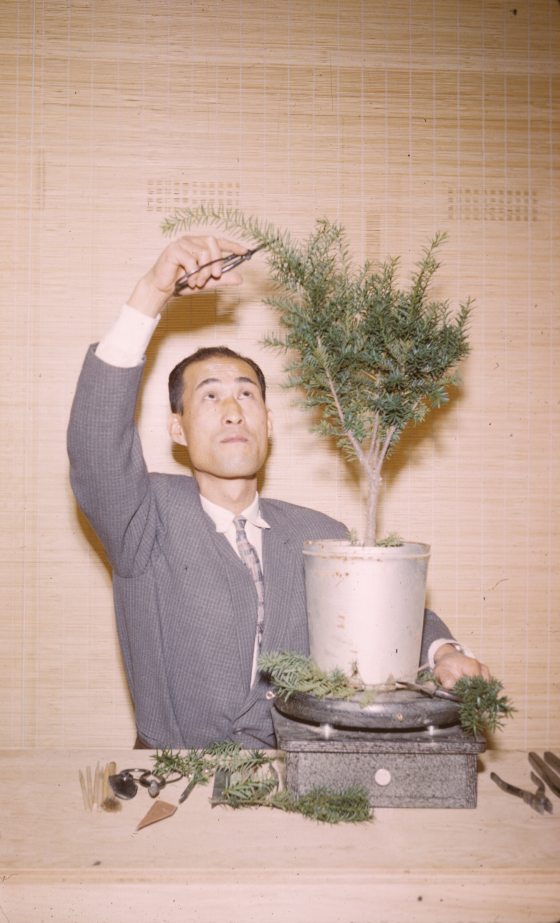 A person looking up at a bonsai, trimming a long branch.
