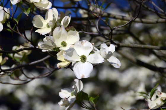 White flowers blooming on the branch of a dogwood tree.