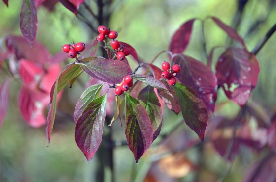 Red berries growing on a dogwood branch.