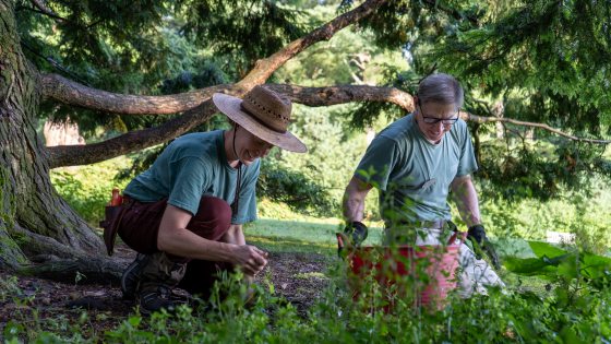 Two people crouched down weeding around a tree.