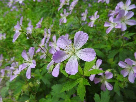 Purple geraniums, with 5 purple petals on each flower, blooming in clusters.