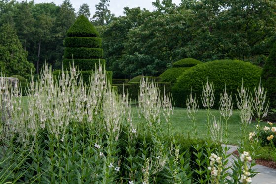 Culver's Root, a tall spiky plant, growing in front of a topiary garden.