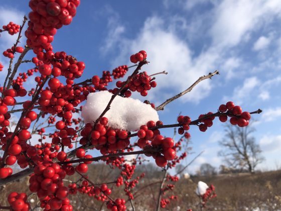 A shrub with red berries, and snow on its branches, in a Meadow Garden.