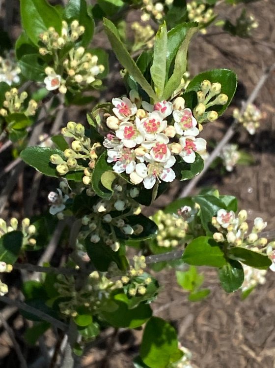 A chokeberry plant, featuring white blooms against deep green leaves.