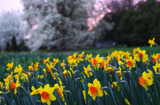 Bright yellow daffodilfs by the dozens in a garden, at dusk.