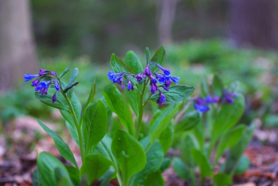 Virginia bluebells, a small blue flowers hanging off a green stem, growing in the ground.