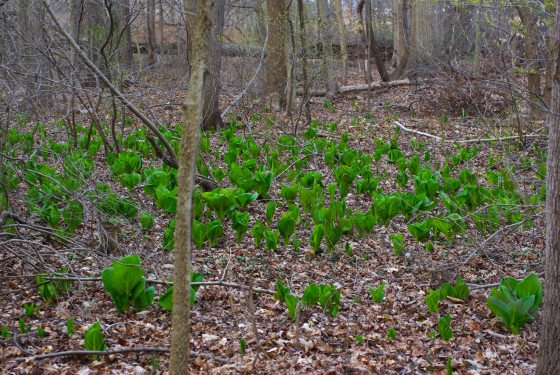 Skunk cabbage, a green leafy plant, growing in a low forested area, covered with leaves and fallen branches.