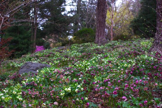 Purple and white hellebores growing on a small hill in a wooded area of Longwood Gardens.
