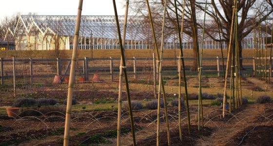 Bamboo arches in a garden, to be used as support for growing vegetables.