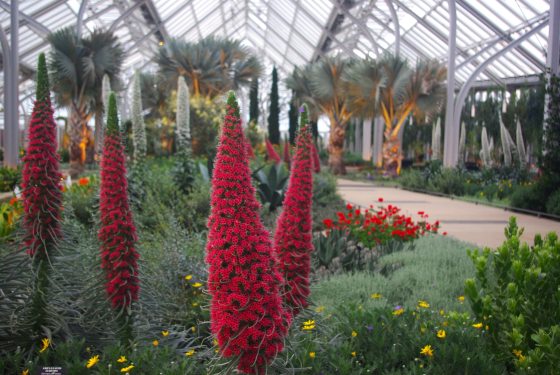 Tall, red, coneshaped plants growing inside a conservatory.