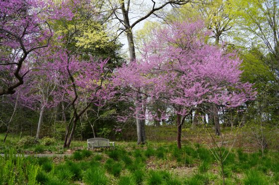 A grove of blooming Eastern Redbud trees in a forest-like setting.