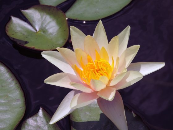 A light pink and white waterlily flower in a pool.
