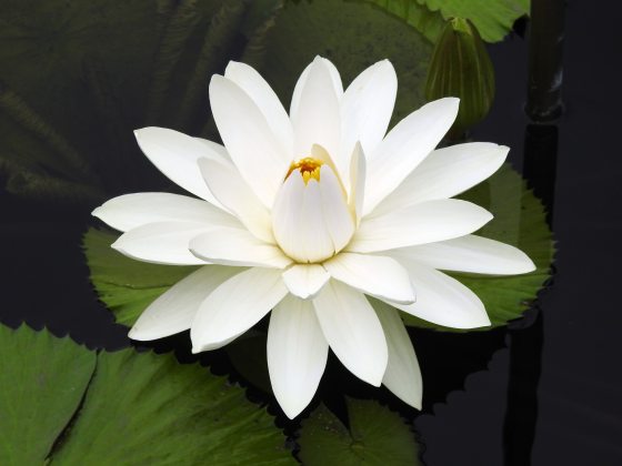 A bright white water lily bloom growing in a waterlily pool.