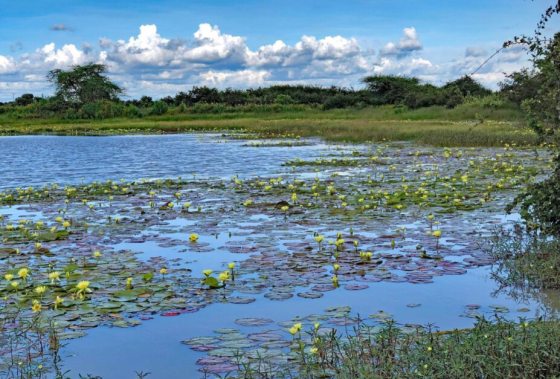 Waterlilies growing in their natural state in Tanzania.