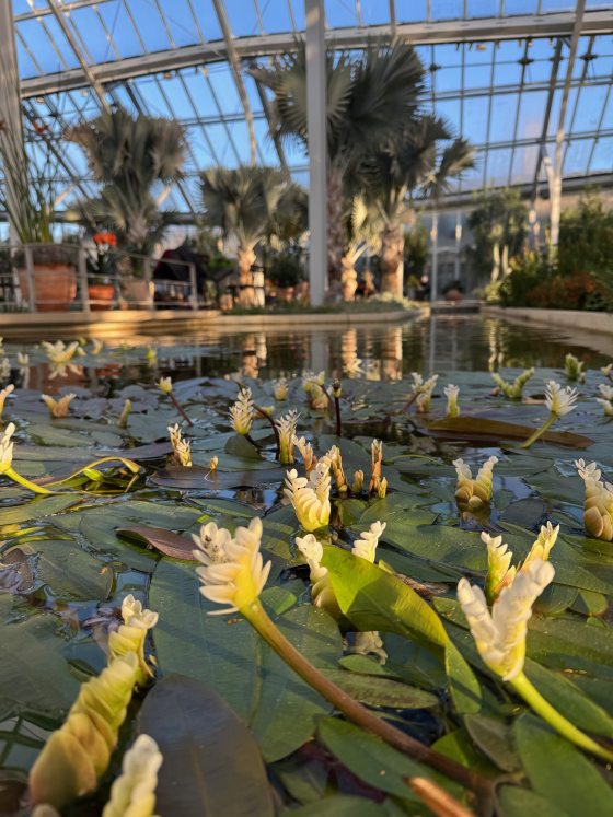 A pool of pond-lily waterlilies growing inside the Conservatory at Longwood Gardens.