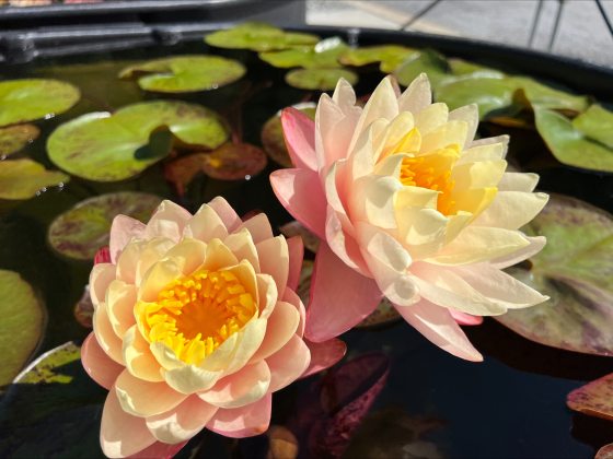 Peach and yellow waterlilies with cupped petals, growing in pool of waterlilies.