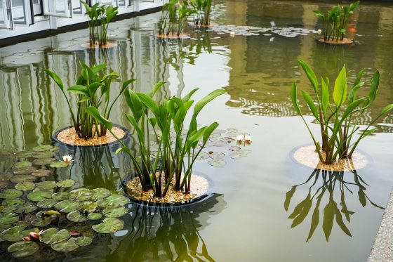 Several different types of waterlilies growing in large pools outside of a Conservatory at Longwood Gardens.