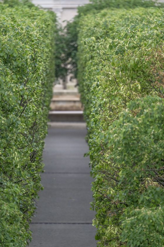 A view between two freshly trimmed trees looking down at the allee below them.
