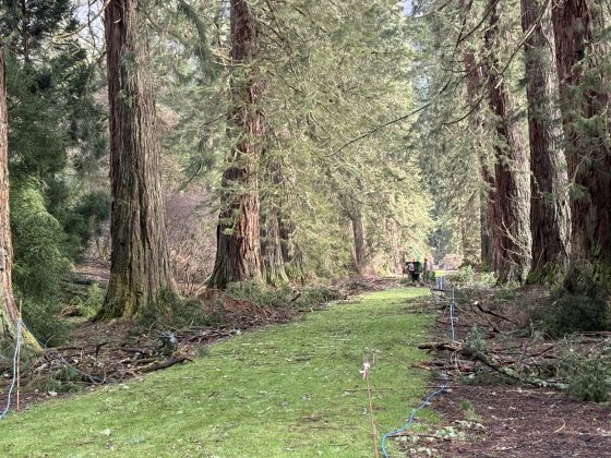 A path through a forest type garden with fallen debris.