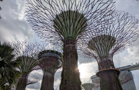 Tall towers called "supertrees" featuring four tall tree sculptures to resemble branching trees.