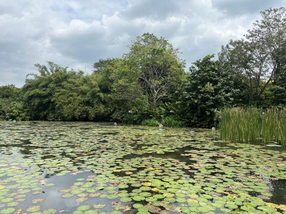 A wetland area, featuring waterlily pads and tall reeds coming out a pond.