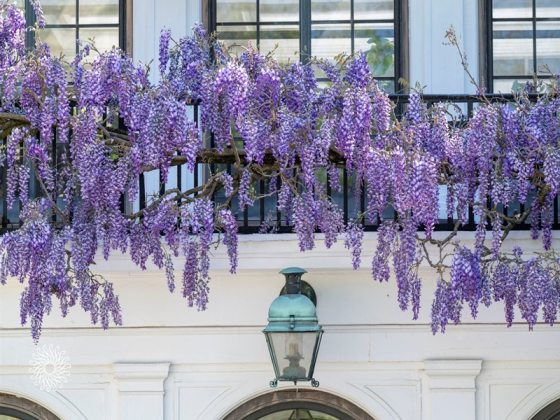 Purple wisteria in bloom, over a patinia antique sconce, on the facade of a white building.