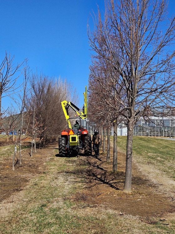 A red tractor with a tall yellow shearing device that is being used to trim tree branches.