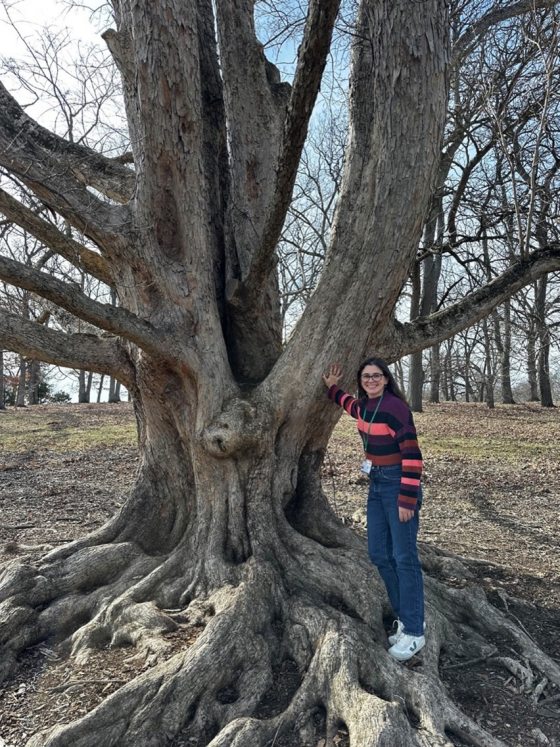 A person standing on the roots of a very large tree.