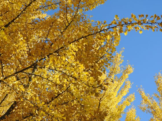 Aginko tree in fall, with a view of looking up at the branches, filled with yellow leaves.