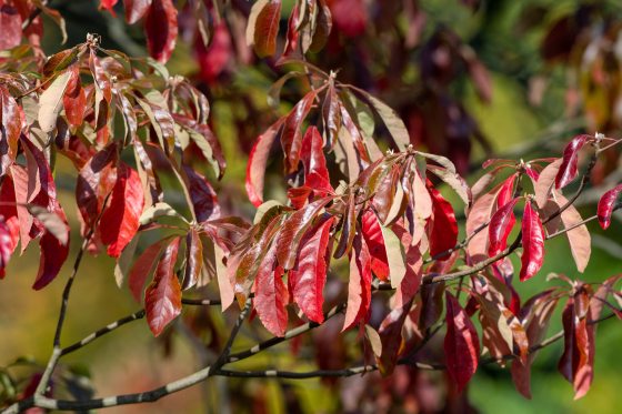 Red elongated leaves on a Franklin tree in fall.