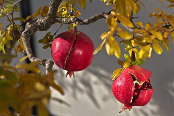Two red pomegranate fruits growing on a branch of a bonsai tree.