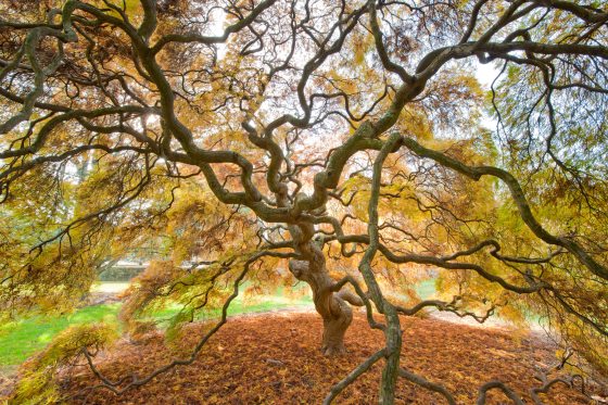 A Japanese Maple in fall, with twisty windy branches covered in yellow, and green leaves.