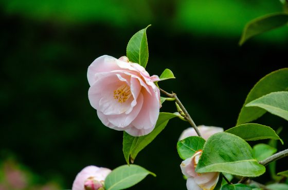 A light pink camellia in the center, with a blurred black and green backdrop.