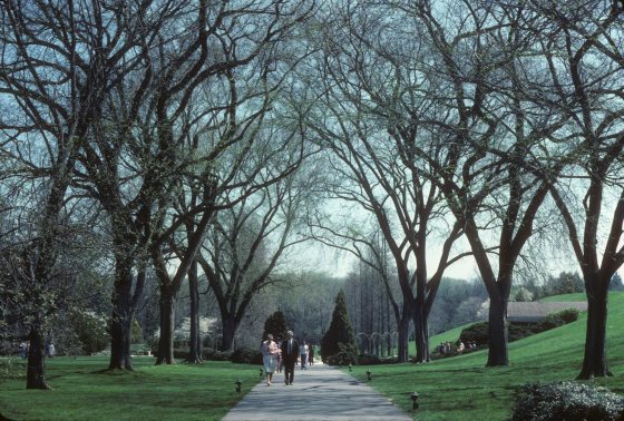 A garden with a paved path and large trees on either side, with people walking up the path.