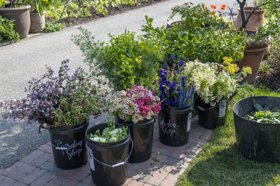 Black buckets of newly harvested cut flowers in a variety of colors and types.