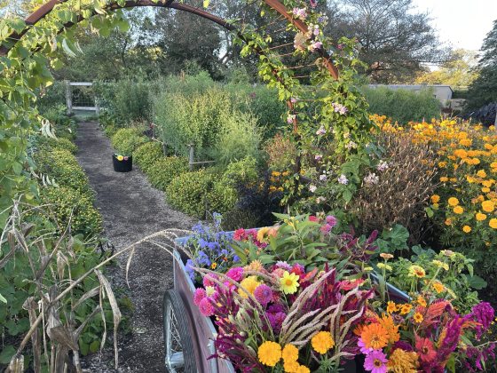 A garden witha metal archway trellis over the path and a cart of cut flowers in the foreground.