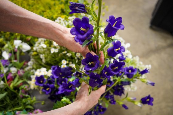A person arranging deep blue flowers into an arrangement.