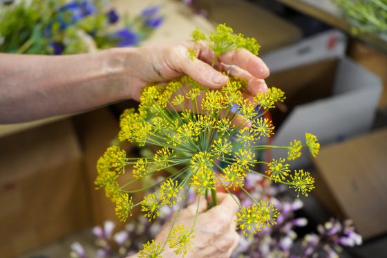 A persons hands arranging yellow starburst shaped flowers.