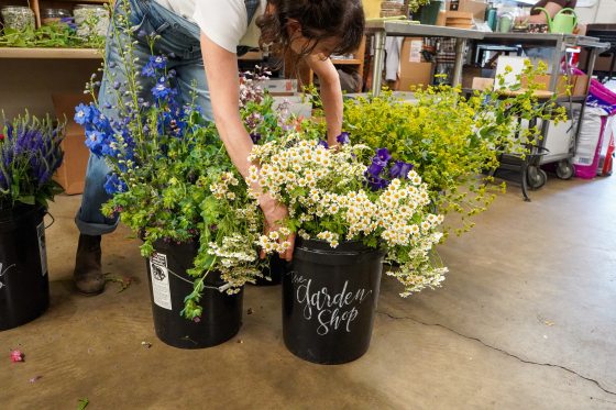 A person leaning over buckets of cut flowers preparing to create arrangements.