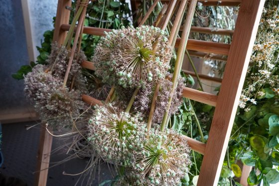 Large flower blooms that are in a starburst shape, hanging on a wooden ladder.
