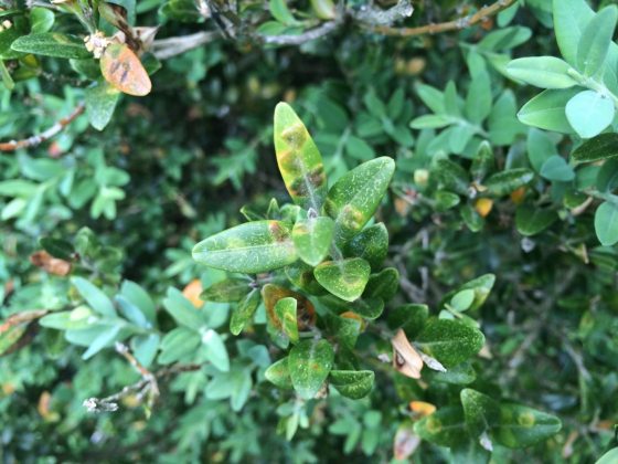A boxwood with brown and black spots on it's leaves, indicating blight.