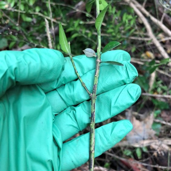 A person's hand, in a green plastic glove, holding a stem of a boxwood plant.