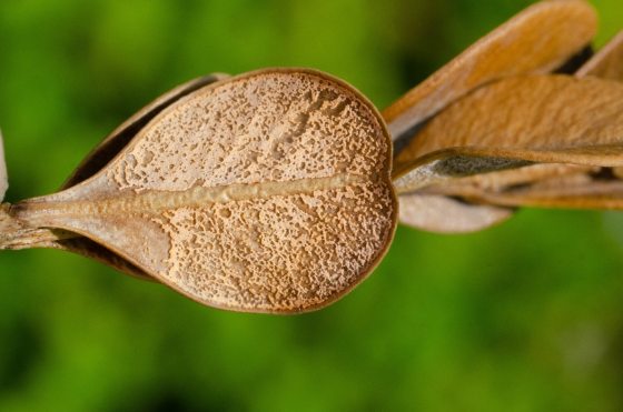 Salmon-colored spores of Volutella blight. 