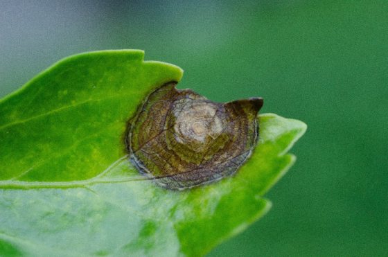 A green leaf showing brown concentric circles, indicating a virus.