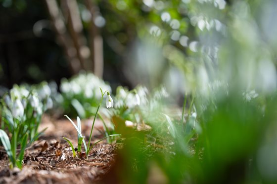 A cleared forest floor with white snowdrops blooming low on the ground.