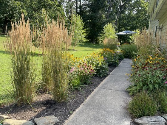 An outdoor garden with a gravel path way in the center and manicured beds on either side.