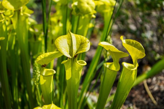 Long lime green carnivorous plants, shaped like tubes with flared out tops.