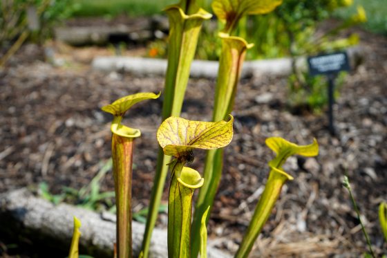 A pitcher plant, with long green tubes shaped leaves, and red lines running through them, growing in a garden.