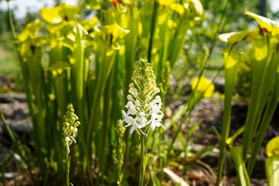 Tall white fringes leaf orchids growing outdoors in a bog garden.